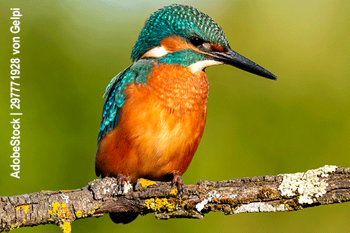 Eisvogel, Alcedo atthis